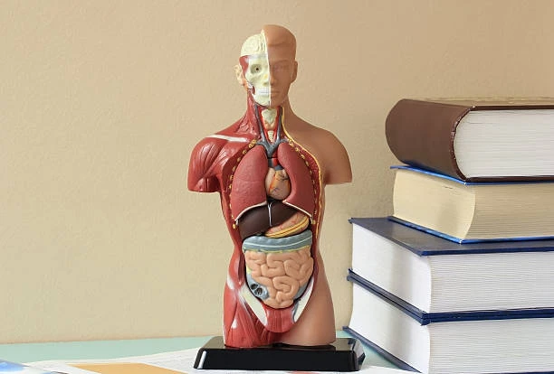 Tips Belajar Fisiologi Tubuh Tanpa Pusing